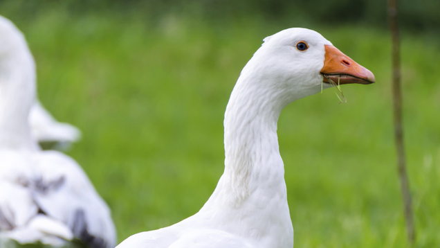 Illustration for article titled 9 Geese Who Have Taken Over My Daughter’s Bedroom And What Each Of Their Jobs Seems To Be